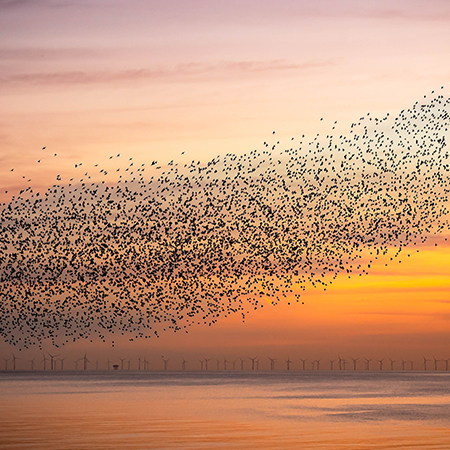 /media/tnehy1sr/murmuration.png